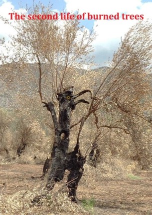 the-second-life-of-burned-trees-3144-1.jpg