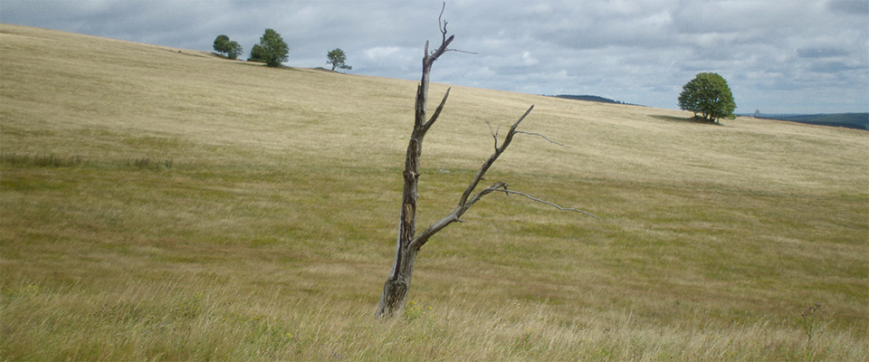 Das Land der Brennesseln