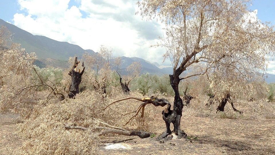 The second life of burned trees